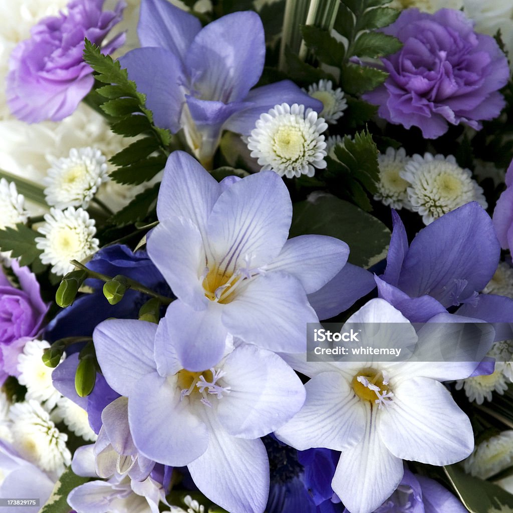 Нежно-сиреневый разноцветные цветы - Стоковые фото Фрезия роялти-фри