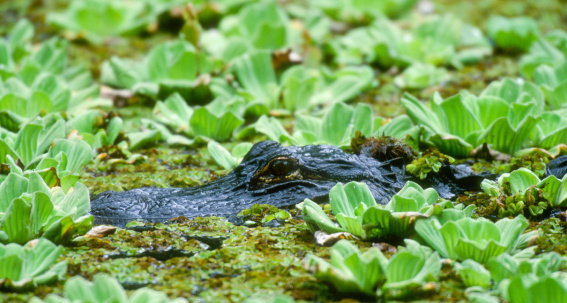 Alligator American (Alligator mississippiensis) in water lettuce swamp 