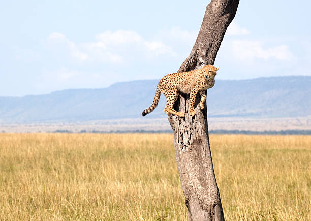 Cheetah Clambering on a Tall Tree stock photo