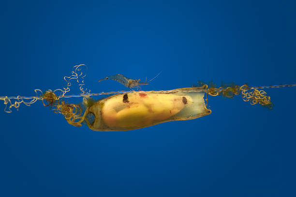 Shark Egg (XXL) "Close-up of the translucent egg of a dogfish (also known as catshark), with baby shark visible. Shrimp taking a walk on top of it. (XXL)" animal embryo photos stock pictures, royalty-free photos & images