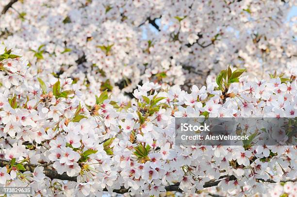 Fiore Albero Da Frutto - Fotografie stock e altre immagini di Albero - Albero, Albero da frutto, Albicocco