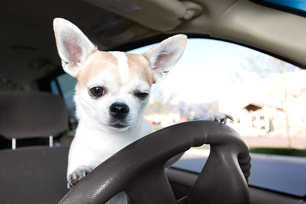 White and tan Chihuahua on the car driver's steering wheel Chihuahua driving car winking and staring at camera street racing stock pictures, royalty-free photos & images