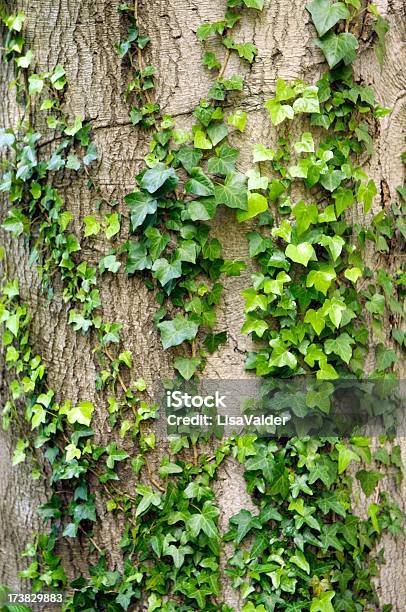Ivy Na Velha Árvore - Fotografias de stock e mais imagens de Carvalhal - Carvalhal, Carvalho, Casca de árvore