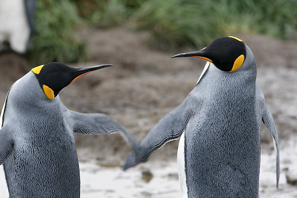 King Penguins fighting Two King penguins slap each other in South Georgia penguins fighting stock pictures, royalty-free photos & images