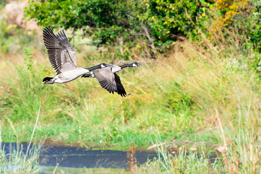 Magpie geese in flight in the Kimberley