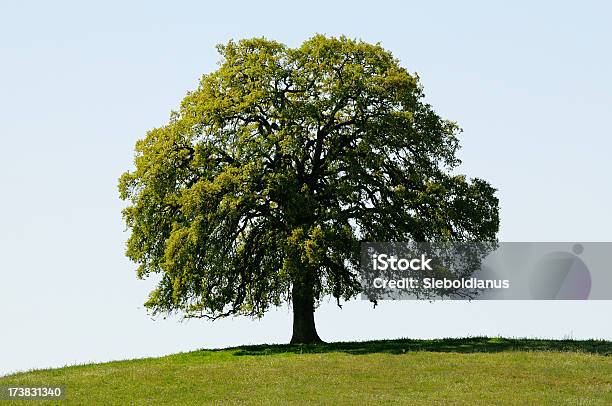 California Black Oak On Hill In Spring Isolated Stock Photo - Download Image Now