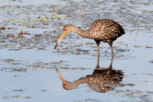 istock Limpkin on the Hunt 1738313474