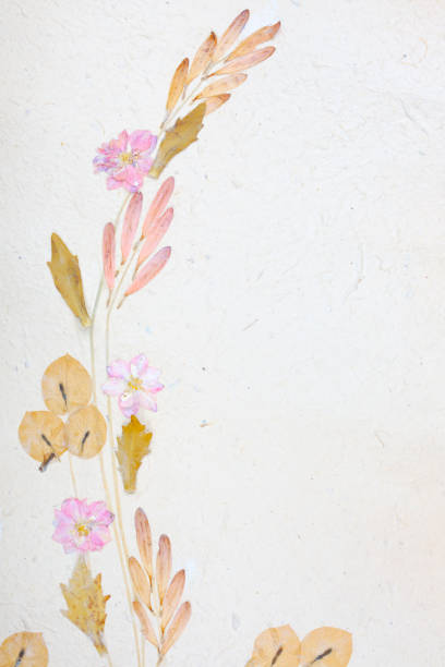 istock Dried Flowers on Handmade Paper Background 173831733