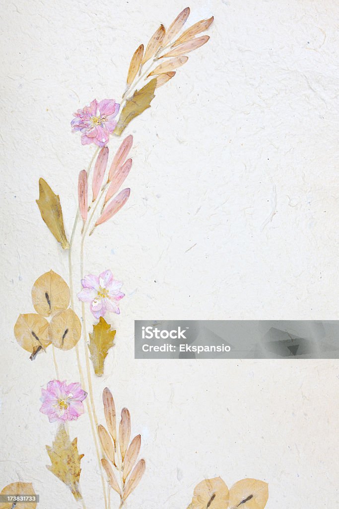 Сухое цветы на Бумага ручной работы фон - Стоковые фото Искусство роялти-фри