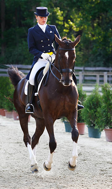 istock Young dressage rider 173831760