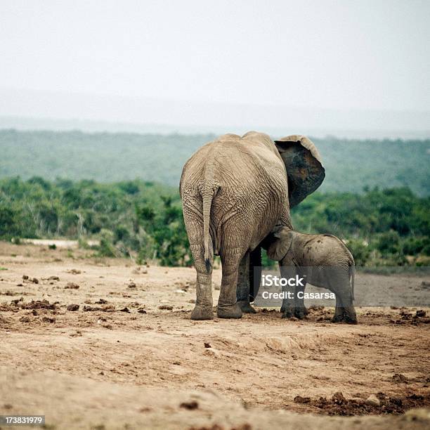 Elephant Family Stock Photo - Download Image Now - Elephant, Photography, Africa