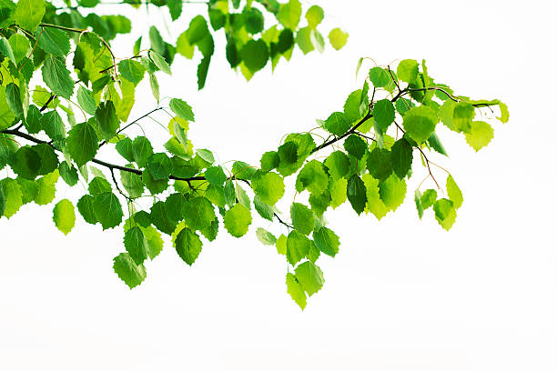 aspen hojas - poplar tree leaf green tree fotografías e imágenes de stock