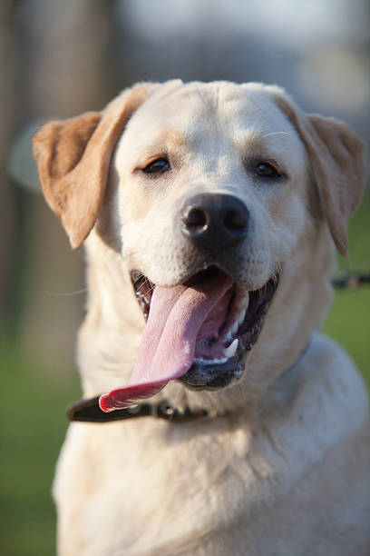 istock Labrador retriever with a protruding tongue 173832760