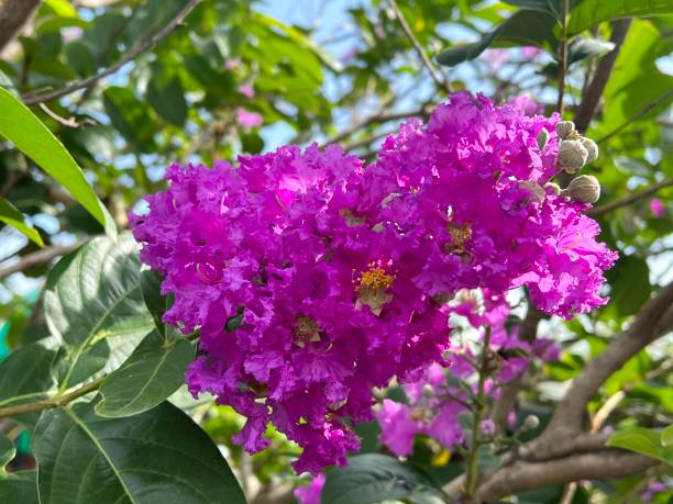 istock Lagerstroemia speciosa flower 1738328553