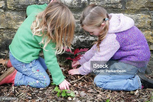 Raparigas Em Uma Árvore Planta Nova - Fotografias de stock e mais imagens de Plantar - Plantar, Ácer, Meio-ambiente