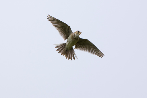 Skylark (Alauda arvensis) photo