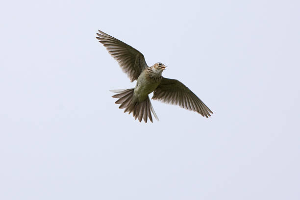 Skylark (Alauda arvensis) stock photo