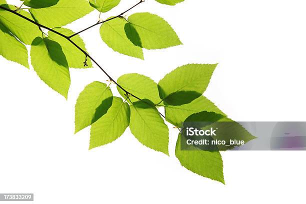 Зеленые Листья — стоковые фотографии и другие картинки Белый фон - Белый фон, Лист, Ветвь - часть растения