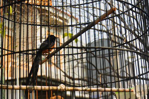 Beautiful birds in cages chirping in the morning in urban areas