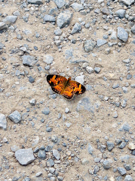 istock A wild Pearl crescent standing by the roadside. 1738333389