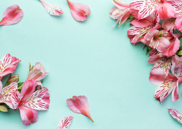 istock Beautiful Alstroemeria flowers on light green background 1738334973