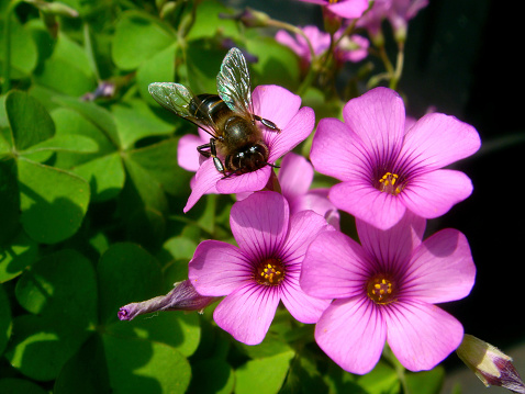 Honeybee on wild flower.
