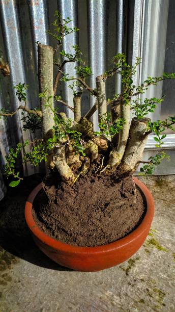 istock Indonesian shaved tree bonsai 1738338389