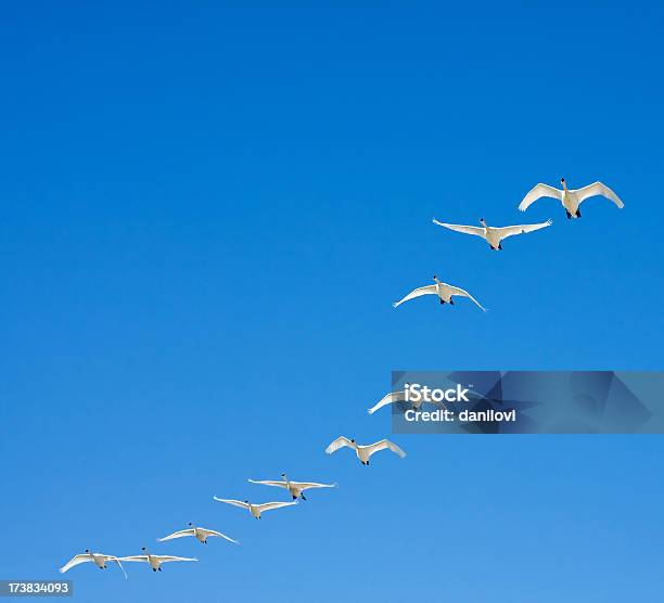 フライング白鳥 - ハクチョウのストックフォトや画像を多数ご用意 - ハクチョウ, リーダーシップ, ワイルドライフ