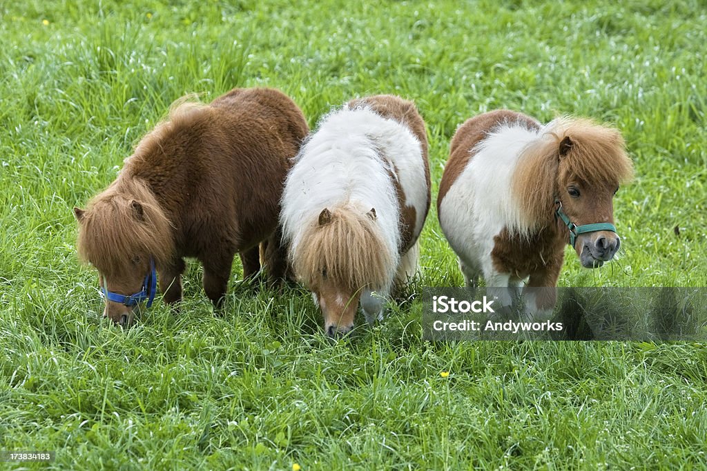 Drei Pferde Grasen Falabella - Lizenzfrei Falabella Horse Stock-Foto