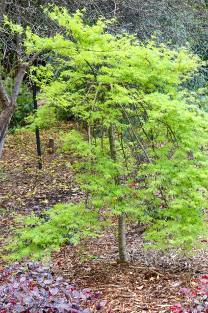 istock japanese maple tree with fresh growth in woodland 1738342760