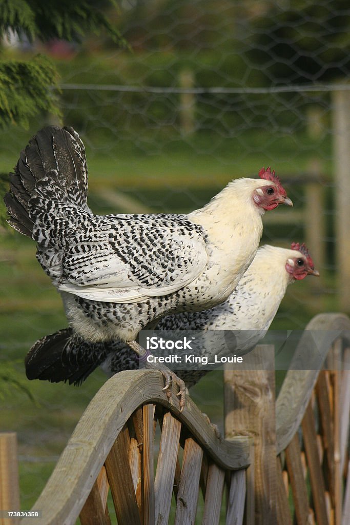Сидеть на ветке Chickens - Стоковые фото Welsummer Chicken роялти-фри