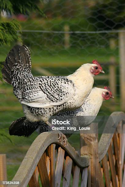 Сидеть На Ветке Chickens — стоковые фотографии и другие картинки Welsummer Chicken - Welsummer Chicken, Вертикальный, Курятник