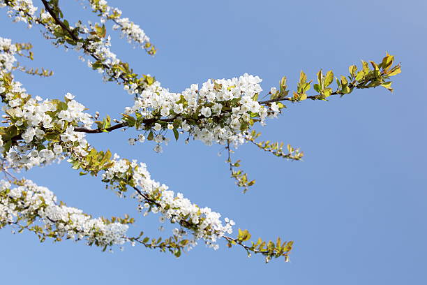 150+ Prunus Sp Stock Photos, Pictures & Royalty-Free Images - iStock