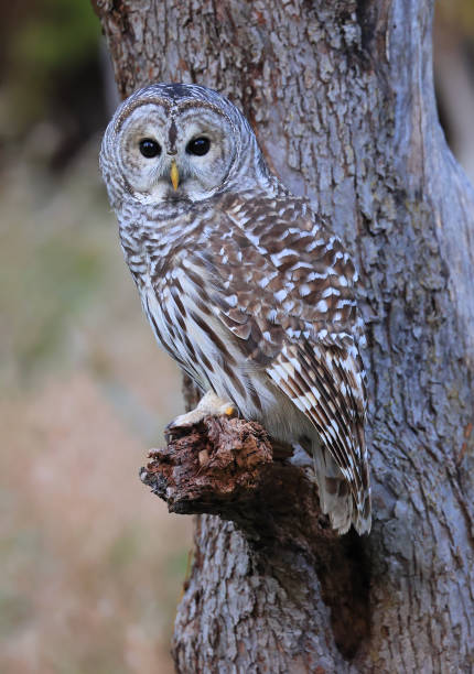 istock Barred Owl standing on a tree branch in the forest, Quebec, Canada 1738345466