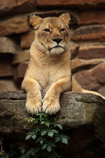 Lioness sitting at the zoo