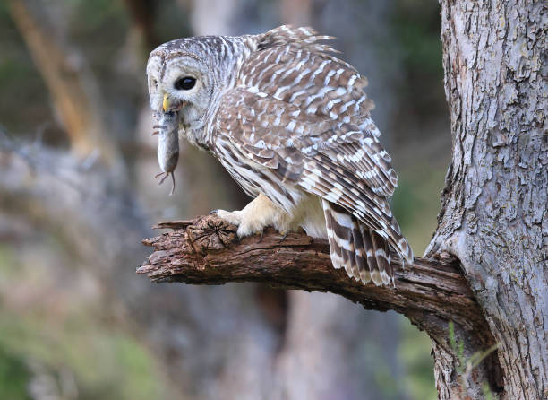 istock Barred Owl standing on a tree branch in the forest eating a mouse, 1738345801