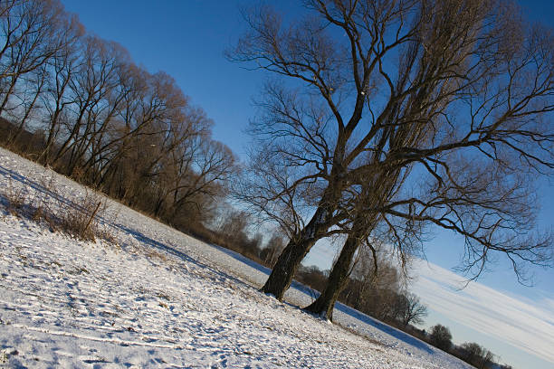 冬の風景をお楽しみください。 - clear sky diagonal snow winter ストックフォトと画像