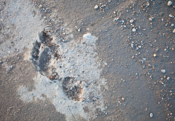 istock Human footprint in the sand and mud 173835092