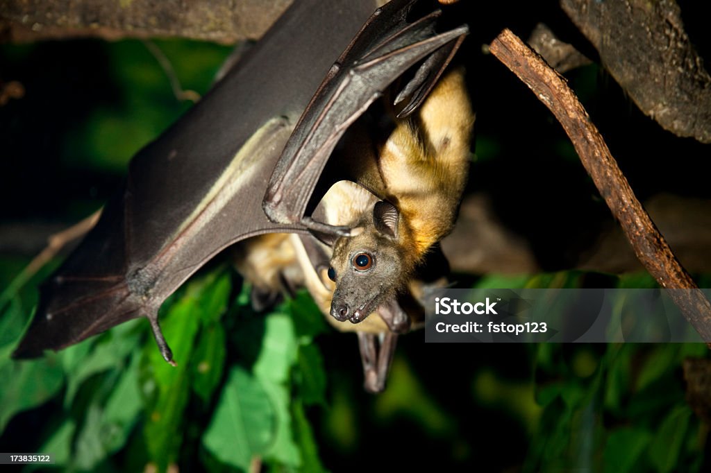 Murciélago marrón colgados en una extremidad. - Foto de stock de Murciélago libre de derechos