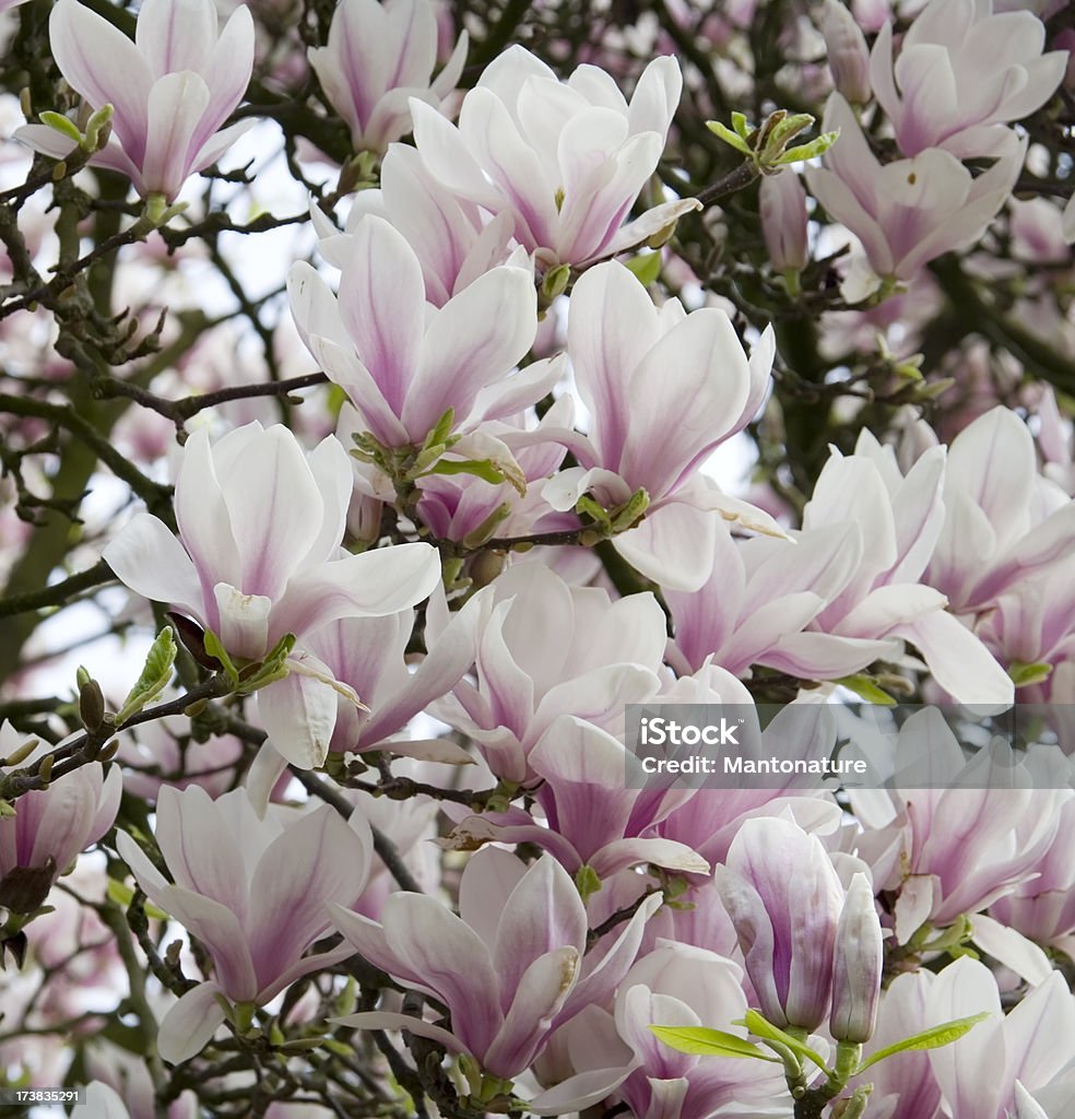Magnolia soulangeana en flor - Foto de stock de Aire libre libre de derechos