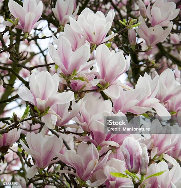 Magnolia Soulangeana En Flor Foto de stock y más banco de imágenes de Aire libre - Aire libre, Belleza de la naturaleza, Blanco - Color