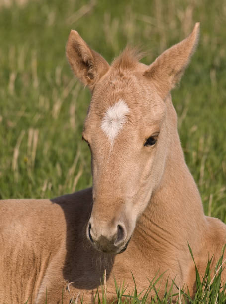 istock Palomino Foal Lying in Green Grass 173835311