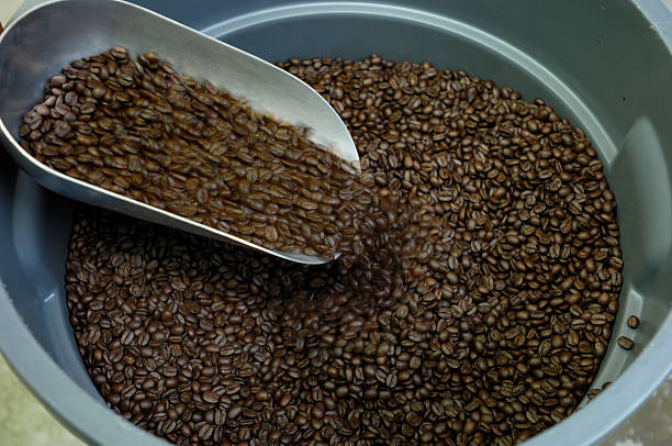 istock Freshly Cooled Coffee Beans Stored in Plastic Bins 173835325