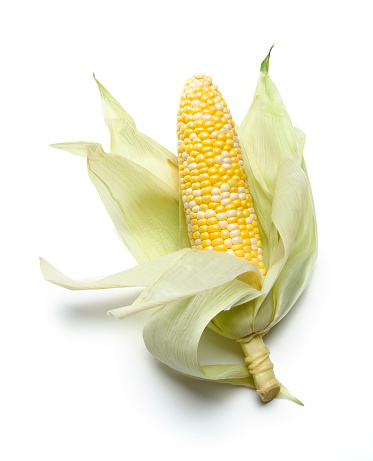 Corn cob with husks peeled back.