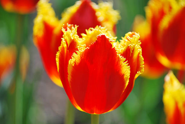istock Variegated fringed tulips 173835399