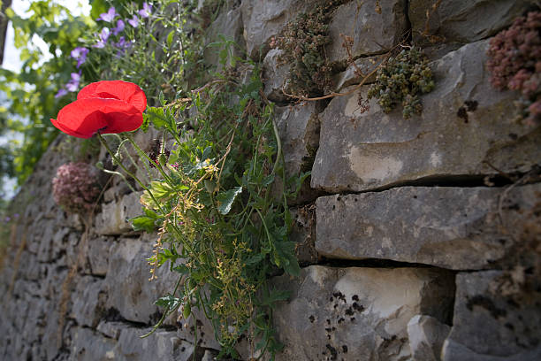 istock Poppyseed Flower on the Stone Wall 173835499