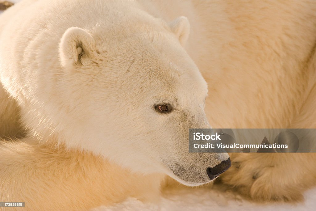 Niedźwiedź polarny Zbliżenie. - Zbiór zdjęć royalty-free (Arktyka)
