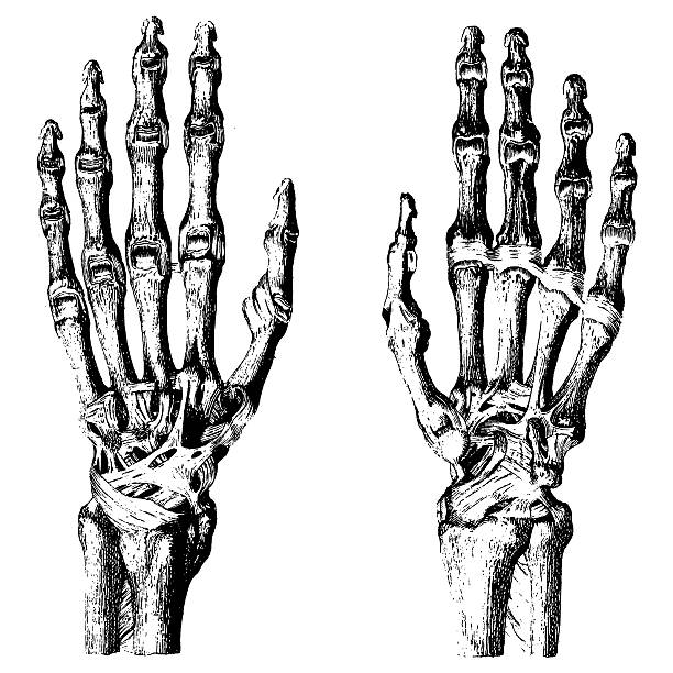 뼈 휴머니즘 시계바늘 - anatomy the human body human bone white background stock illustrations