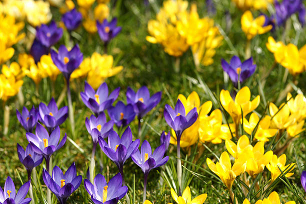 istock Purple and yellow crocuses 173836035