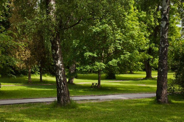 istock Landscape with green lawn and trees. 173836119